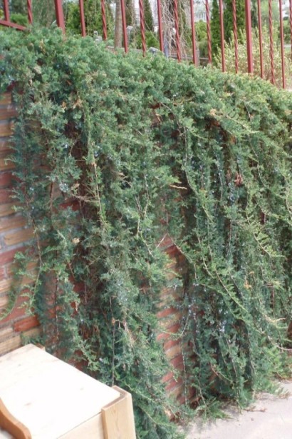 Ялівець сланкий Вілтоні в ландшафті